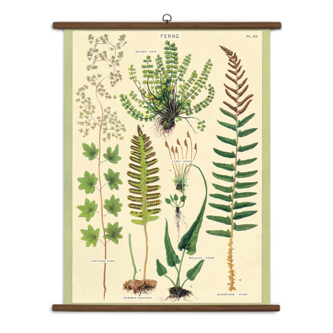 Cavallini & Co. Vintage School Chart - Ferns
